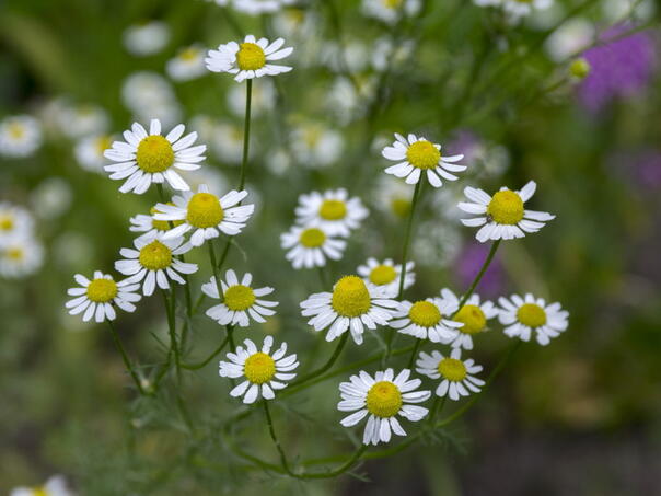 Dragocjeni lijek iz prirode, obavezno je sada naberite i čuvajte za zimu