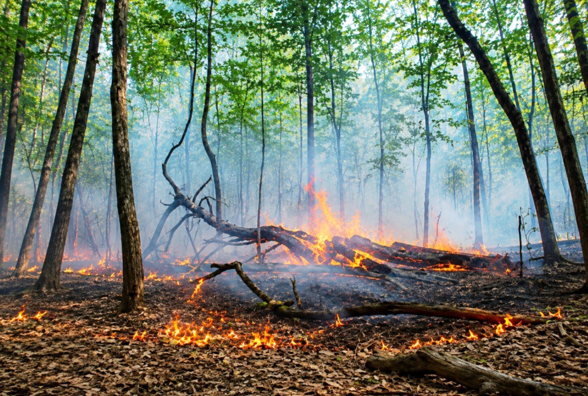 Drama kod Sanskog Mosta: Požar se širi kroz šumu, ugrožena okolna imovina