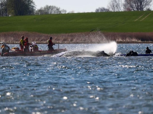 Drama na Baltiku: Njemački spasioci pokušavaju spasiti nasukanog kita
