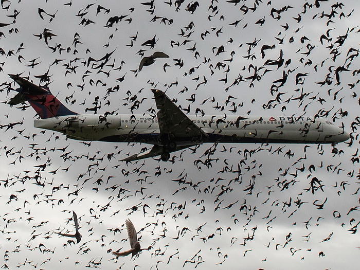 Drama na letu: Ptica udarila u avion, u kabini dim