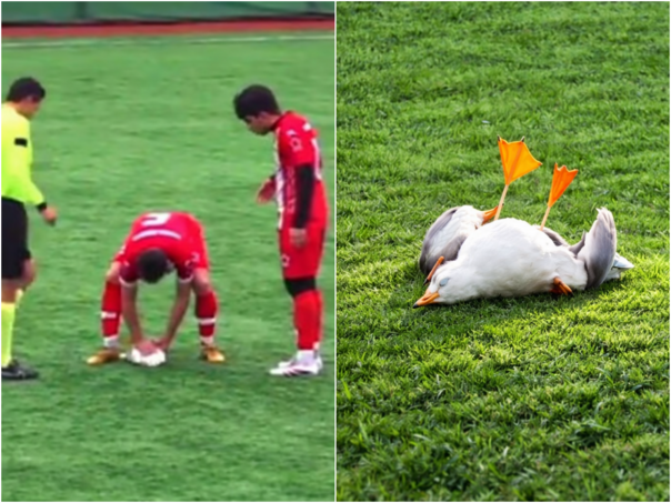 Drama na terenu: Fudbaler reanimirao povrijeđenog galeba