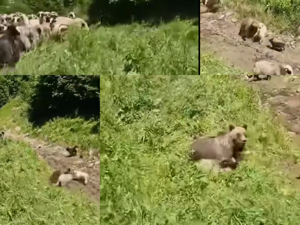 Dramatičan snimak s Durmitora: Medvjed napao ovce, čoban i psi spasili stado
