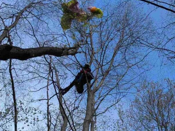 Dramatična akcija spašavanja u Srbiji, paraglider završio na drvetu