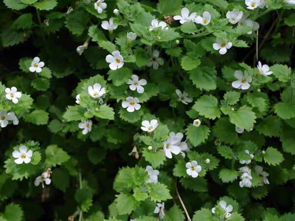 Drevna indijska biljka poboljšava pamćenje i zdravlje mozga