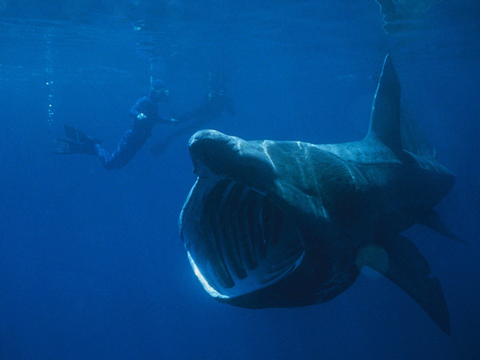 Druga po veličini vrsta ajkule snimljena kod ostrva Cres