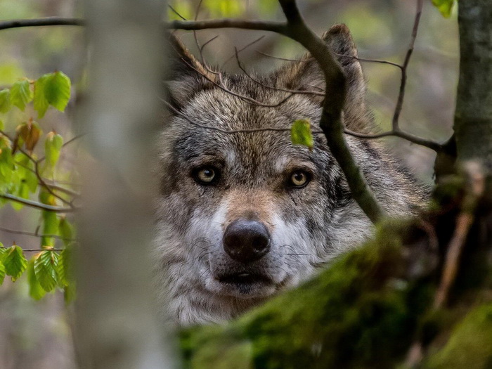 Drvar: Čopor vukova u blizini kuća, sve češća napadaju stada