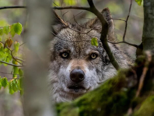 Drvar: Čopor vukova u blizini kuća, sve češća napadaju stada