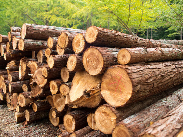 Drvna industrija u BiH: U prvom polugodištu suficit 547,7 miliona KM uprkos padu izvoza