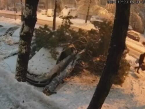 Drvo se srušilo na pješaka u Banjaluci: Na sreću, izbjegnuta tragedija