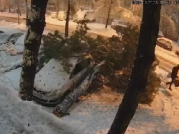 Drvo se srušilo na pješaka u Banjaluci: Na sreću, izbjegnuta tragedija