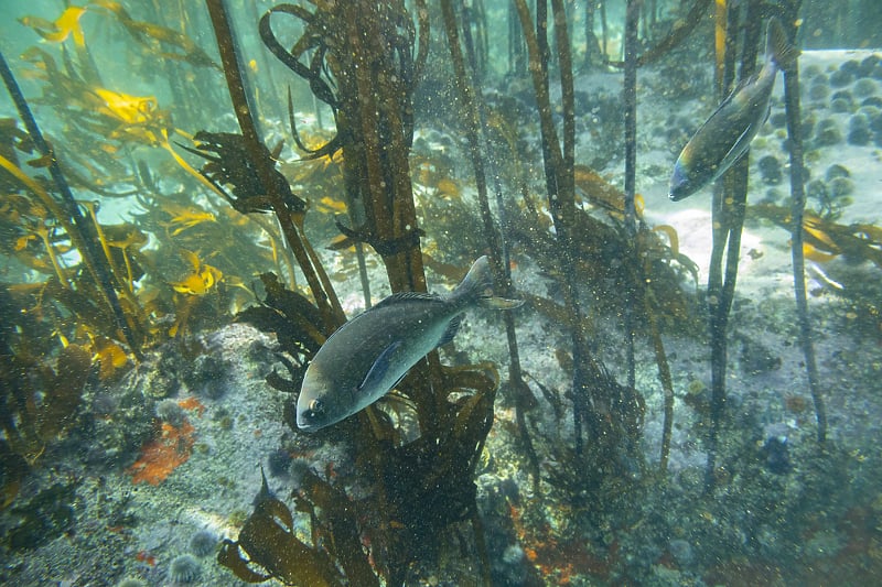 Države UN-a postigle historijski dogovor o zaštiti otvorenog mora