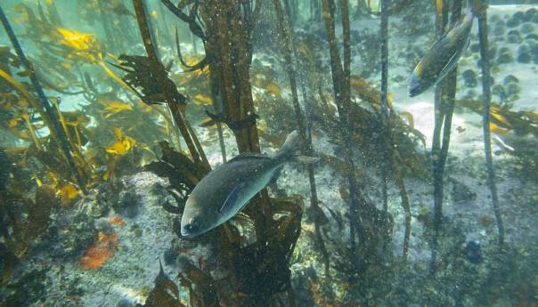 Države UN-a postigle historijski dogovor o zaštiti otvorenog mora
