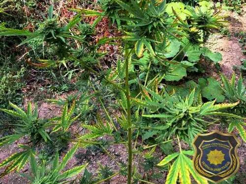 Uhapšena dva lica iz Konjica, pronađena plantaža sa 45 stabljika Cannabisa