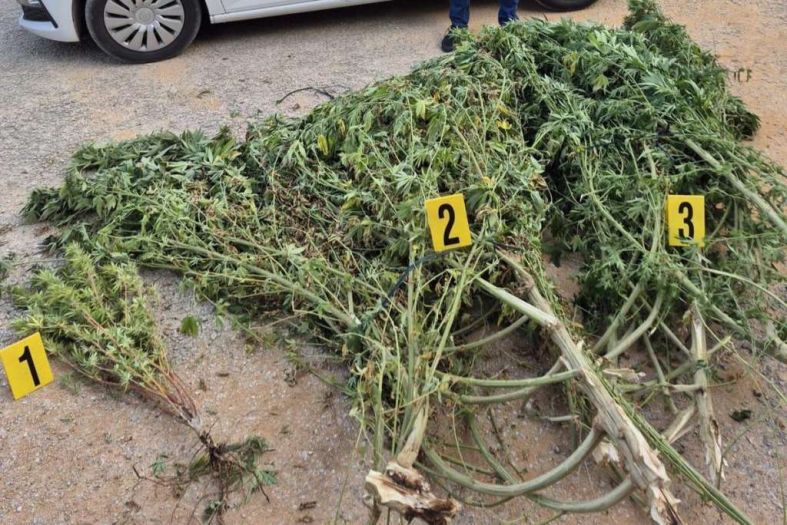 Dva muškarca iz Hercegovine sadili marihuanu u svom plasteniku