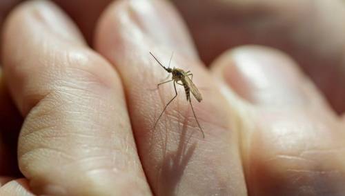 Dva smrtna slučaja groznice Zapadnog Nila u Srbiji