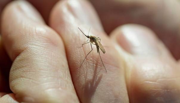 Dva smrtna slučaja groznice Zapadnog Nila u Srbiji