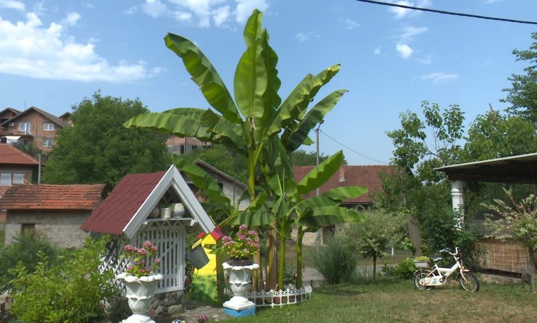 Dvorište Hurtića pravi je mali tropski raj