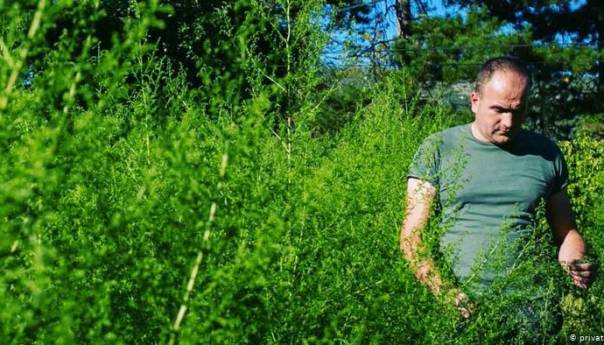 DW: Lijek protiv korone raste u Hercegovini?