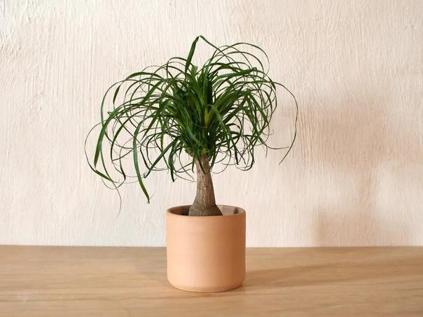 Egzotika na dohvat ruke: Upoznajte biljku koja će oplemeniti vaš prostor