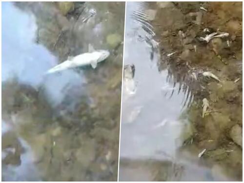 Ekološka katastrofa na Neretvi: Stotine hiljada mrtvih riba u okolini hidroelektrane Ulog