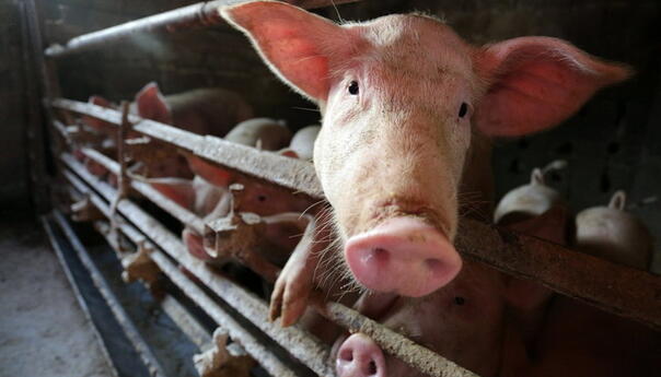 Ekspertski tim za afričku svinjsku kugu stiže u BiH