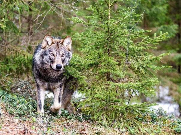EU daje zeleno svjetlo za mogući odstrel vukova