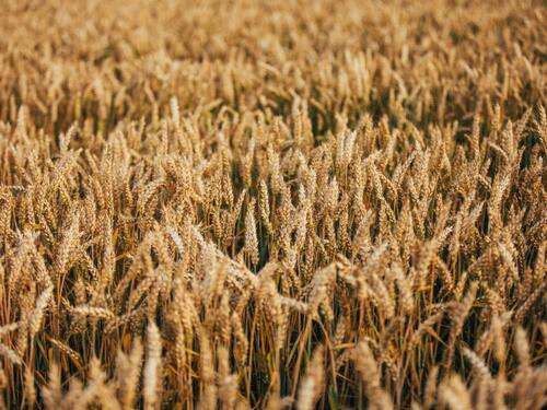 EU izdvaja dva miliona KM za podršku investicijama u poljoprivrednu proizvodnju