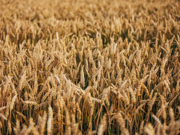 EU izdvaja dva miliona KM za podršku investicijama u poljoprivrednu proizvodnju