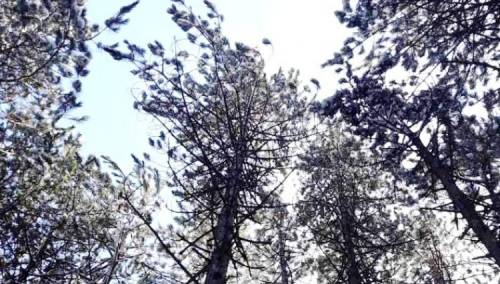 EU ministri pozivaju na 'zeleni' oporavak od pandemije