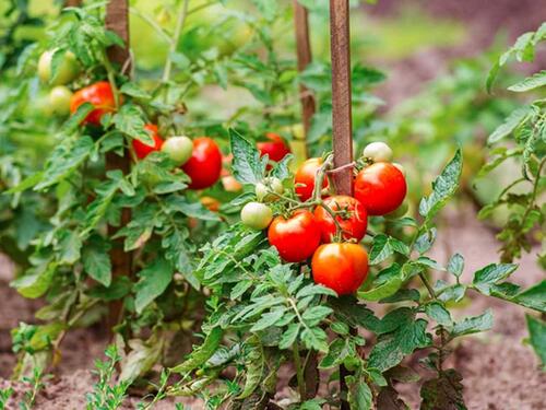 Evo kako uzgojiti sigurno dobar i ukusan paradajz