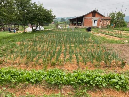 Evo zašto je dobro okopavati usjeve nakon obilne kiše