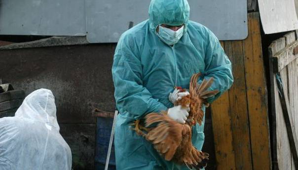 Evropom hara najgora ptičja gripa ikad