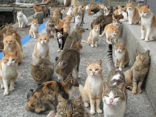 Evropska država s jednom mačkom po glavi stanovnika: Ne znaju šta će s njima