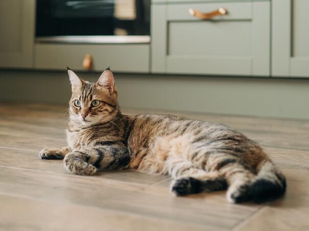 Evropski parlament protiv ilegalne trgovine: Mikročipiranje mačaka postaju dio EU zakona