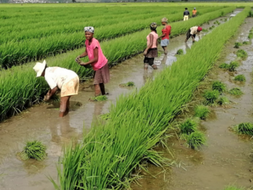 FAO Indeks cijena hrane pao u oktobru, svjetske zalihe žitarica na putu da dostignu rekordni nivo