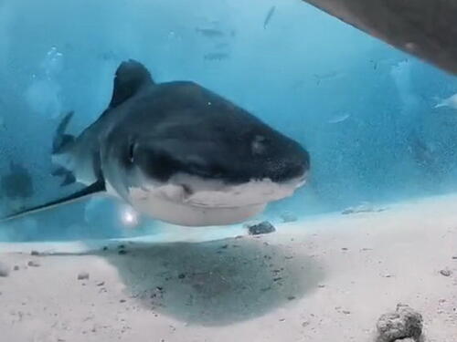 Fascinantan video: Ovako izgleda kada vas ajkula proguta