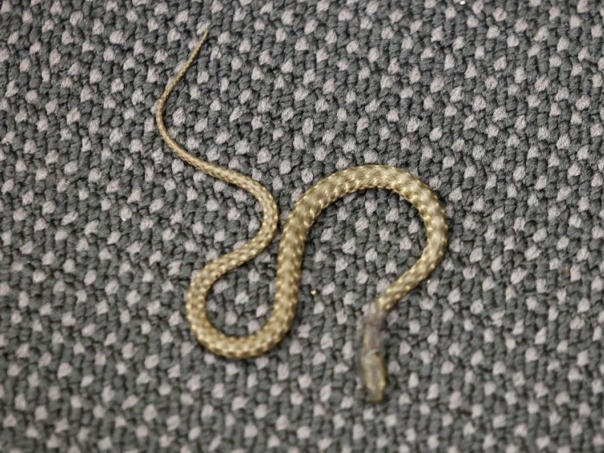 Zmija u sali dočekala federalne parlamentarce