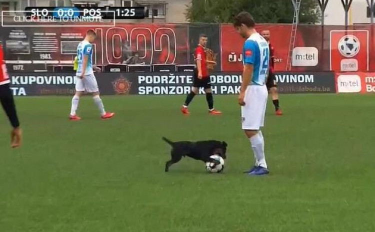 FK Sloboda: Psu Dognaldu neće biti ponuđen ugovor