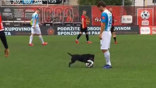 FK Sloboda: Psu Dognaldu neće biti ponuđen ugovor