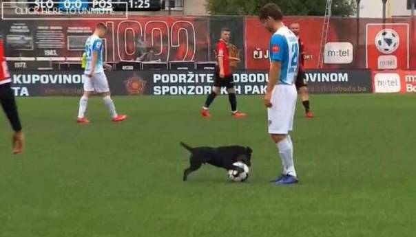 FK Sloboda: Psu Dognaldu neće biti ponuđen ugovor