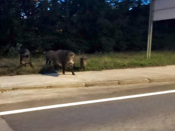 Foto: Divlje svinje uočene na cesti u Vogošći