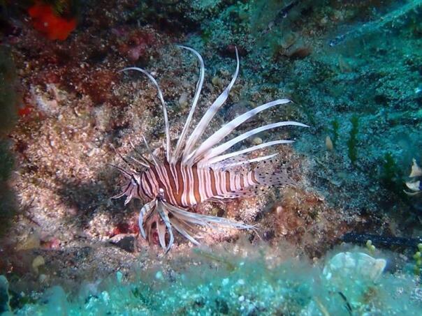 Foto: U Jadranu se pojavila opasna "đavolja riba"