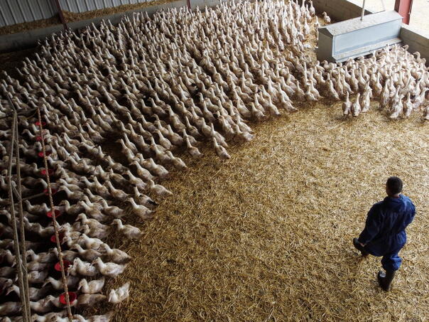 Francuska podiže nivo uzbune zbog ptičje gripe na "visok" nakon novih slučajeva