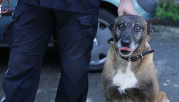 FUCZ dobio novog psa za pronalaženje eksplozivnih sredstava