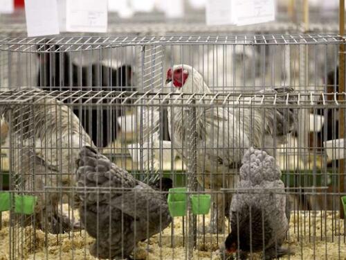 FUZIP: Poziv peradarima na primjenu obaveznih mjera zaštite