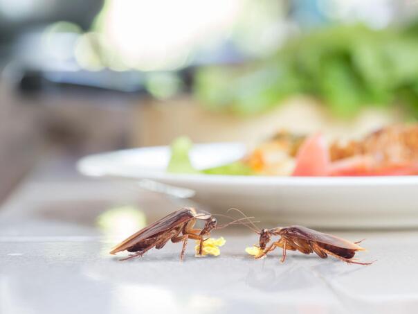 Genijalan trik: Evo kako da se riješite mrava i žohara bez hemikalija