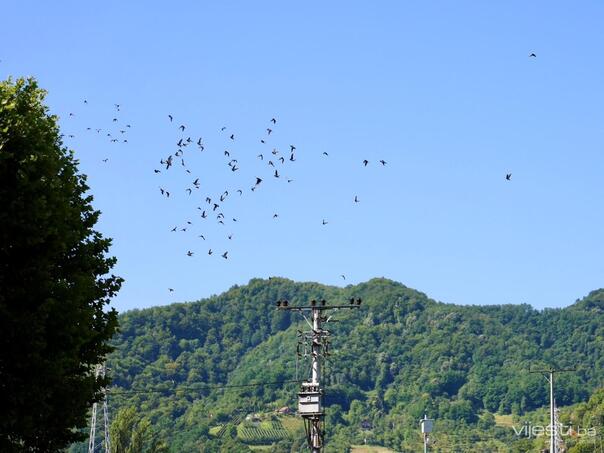 Golubovi mira iznad Potočara: Više od 350 ptica kao poruka sjećanja