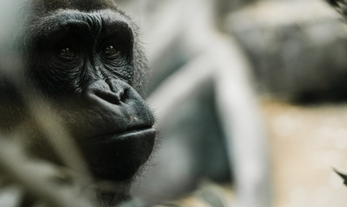 Gorile iz zoološkog vrta u San Diegu uspješno se oporavile od covida-19