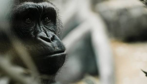 Gorile iz zoološkog vrta u San Diegu uspješno se oporavile od covida-19