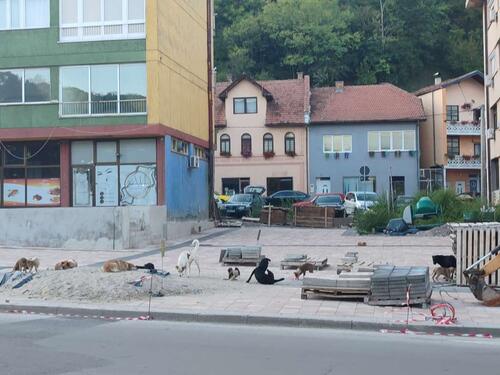 Grad Goražde suočen s problemom zbrinjavanja pasa lutalica